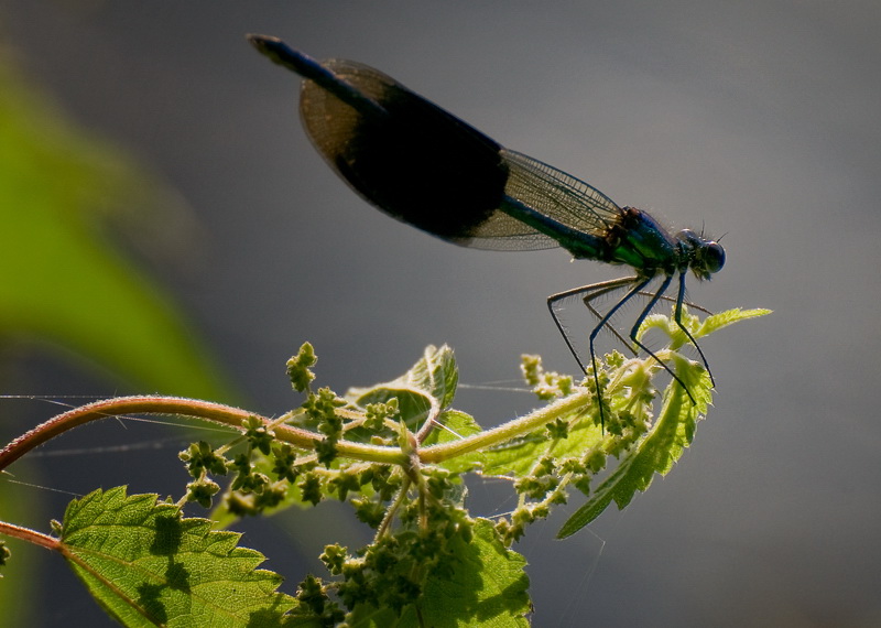 Geldern Straßenmaler D35_9858.jpg -  Die passenden Bachbewohner haben auch schon auf mich und meine Kamera gewartet. Der Preis für dieses Foto war leider ein  von Brennesseln brennendes Bein.